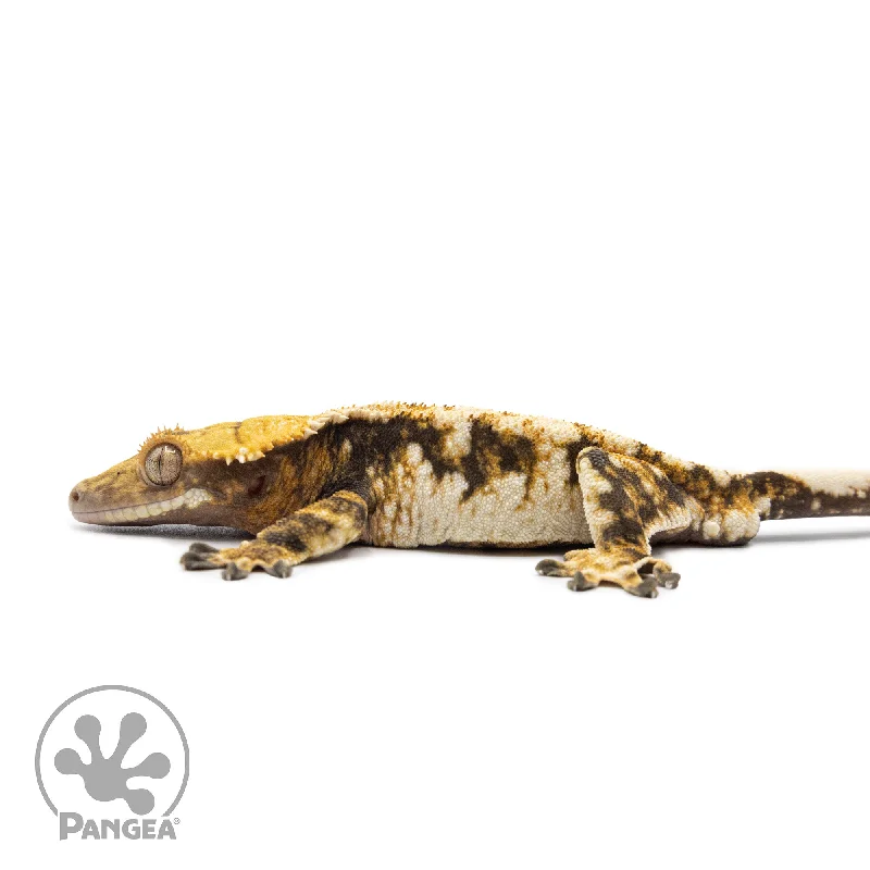 Male Tricolor XXX Crested Gecko Cr-2578