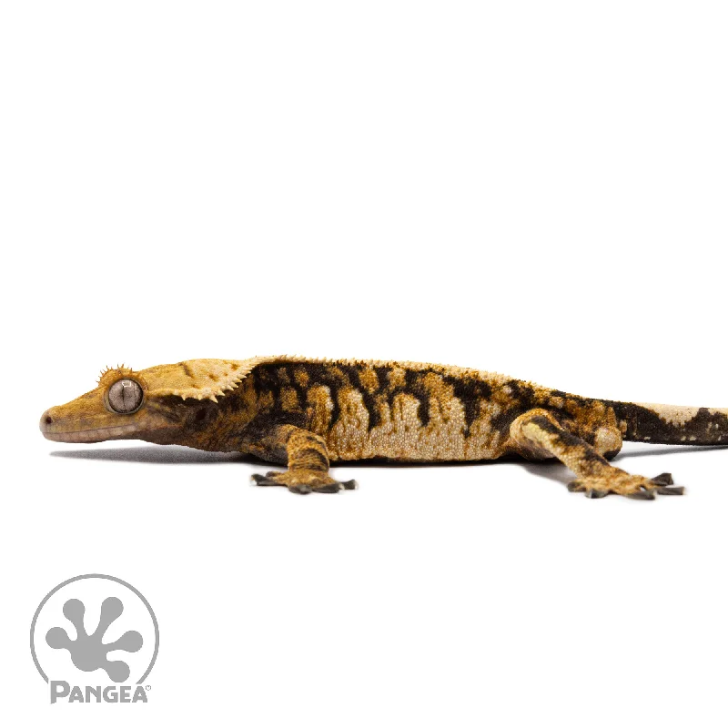 Male Tricolor XXX Crested Gecko Cr-2757