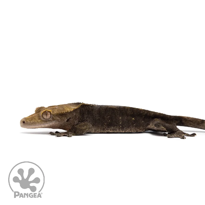 Male Black Patternless Crested Gecko Cr-2594