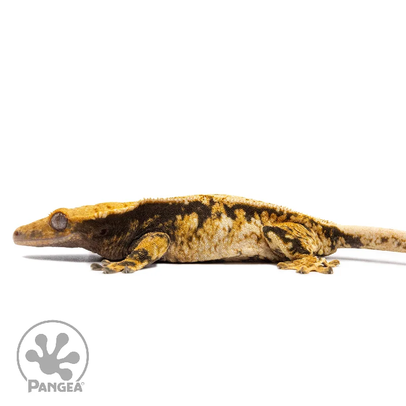 Female Tricolor Extreme Harlequin Crested Gecko Cr-2771