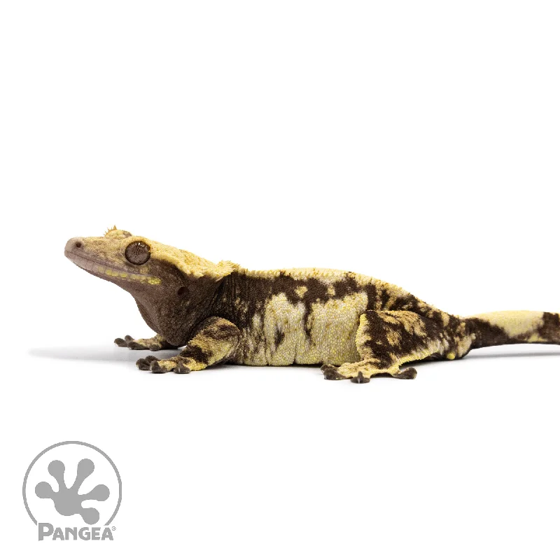 Female White Wall Crested Gecko Cr-2616