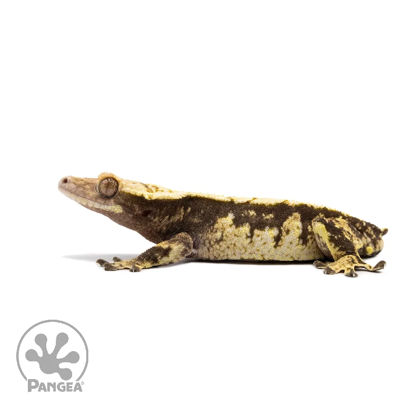 Male Extreme Harlequin Crested Gecko Cr-2726