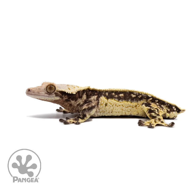 Male White Wall Quadstripe Crested Gecko Cr-2695