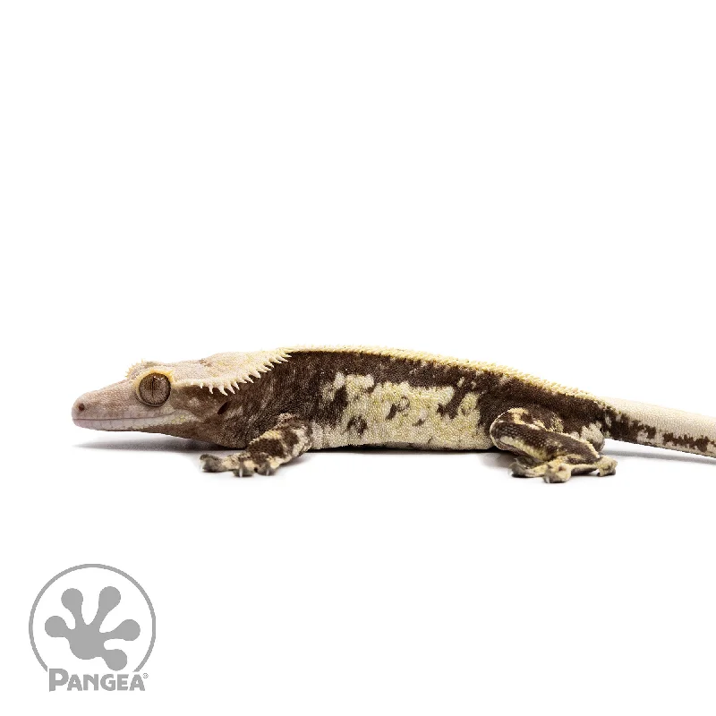 Male White Wall Pinstripe Crested Gecko Cr-2613