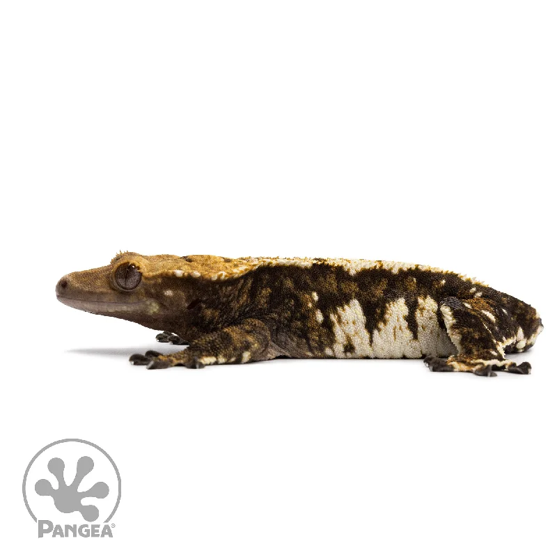 Female Harlequin Crested Gecko Cr-2617