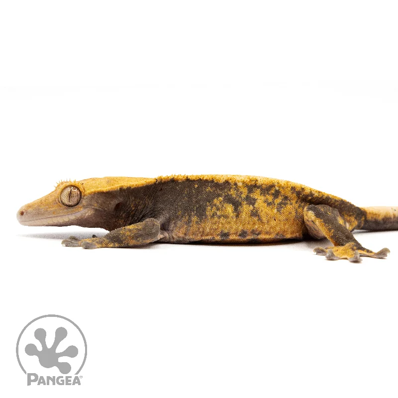 Female Pixel Crested Gecko Cr-10001