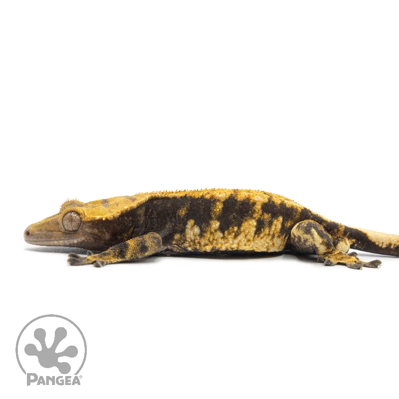 Male Extreme Harlequin Crested Gecko Cr-2544