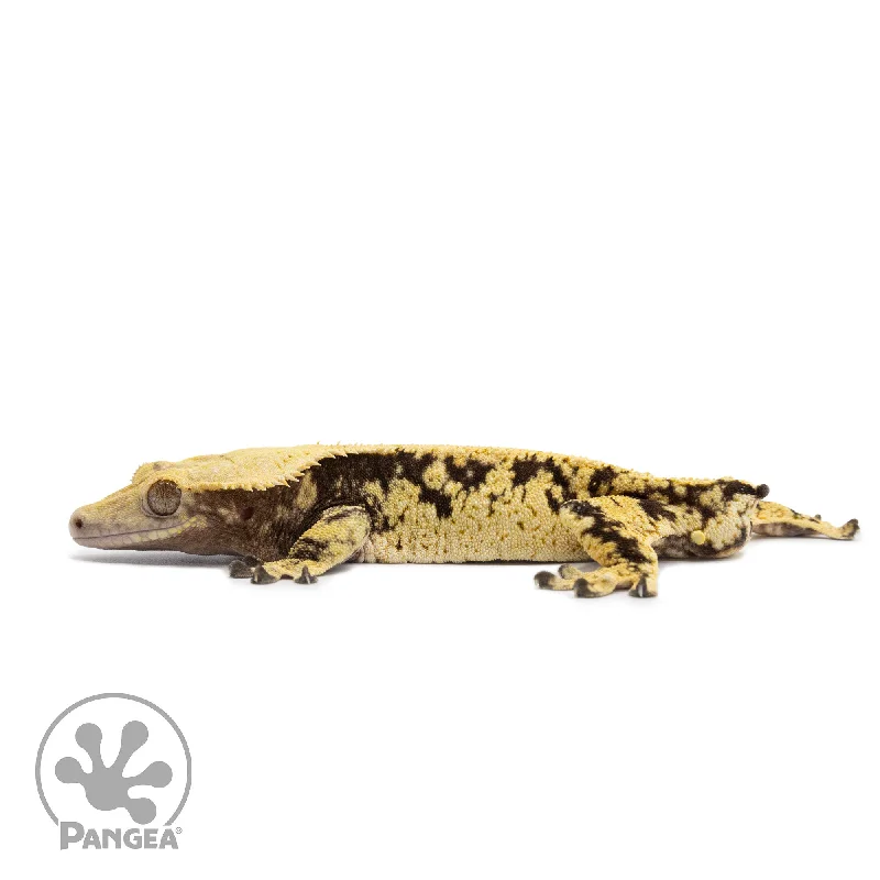 Male XXX Crested Gecko Cr-2568