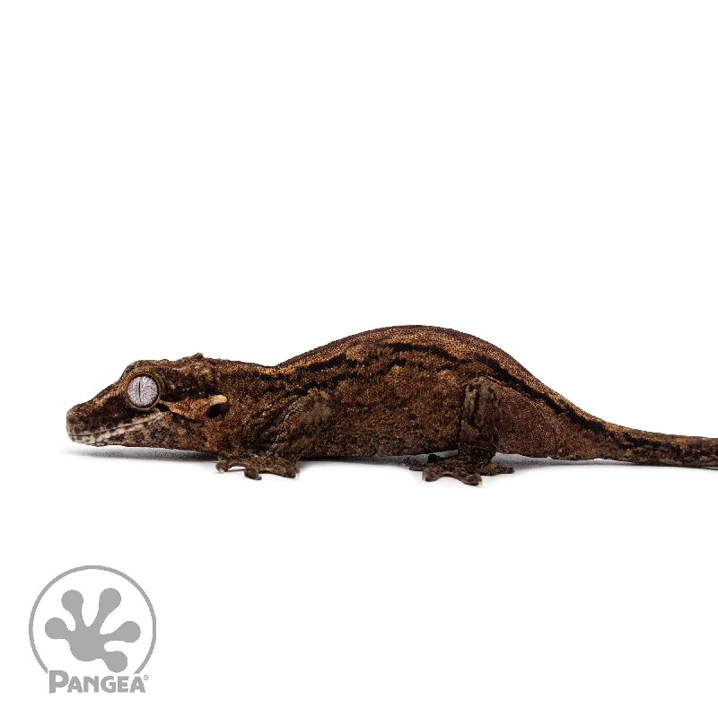 Female Black Stripe Gargoyle Gecko Ga-0321