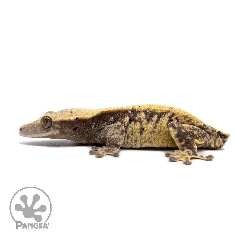 Female Extreme Harlequin Crested Gecko Cr-2334