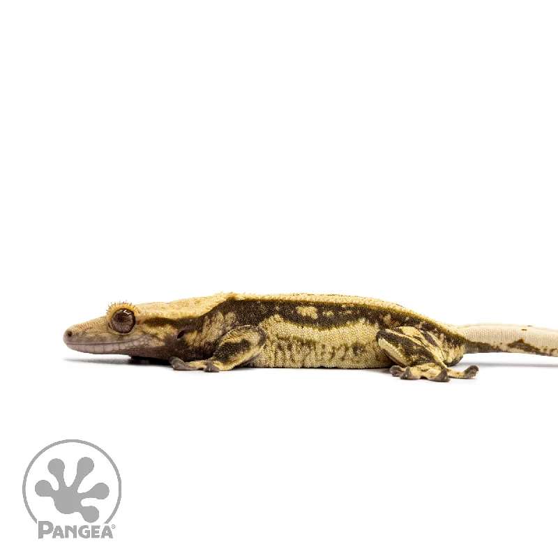 Female Quadstripe Crested Gecko Cr-2676