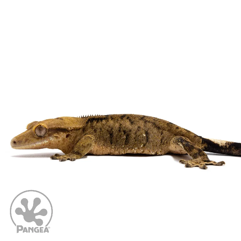 Female Brindle Crested Gecko Cr-2768