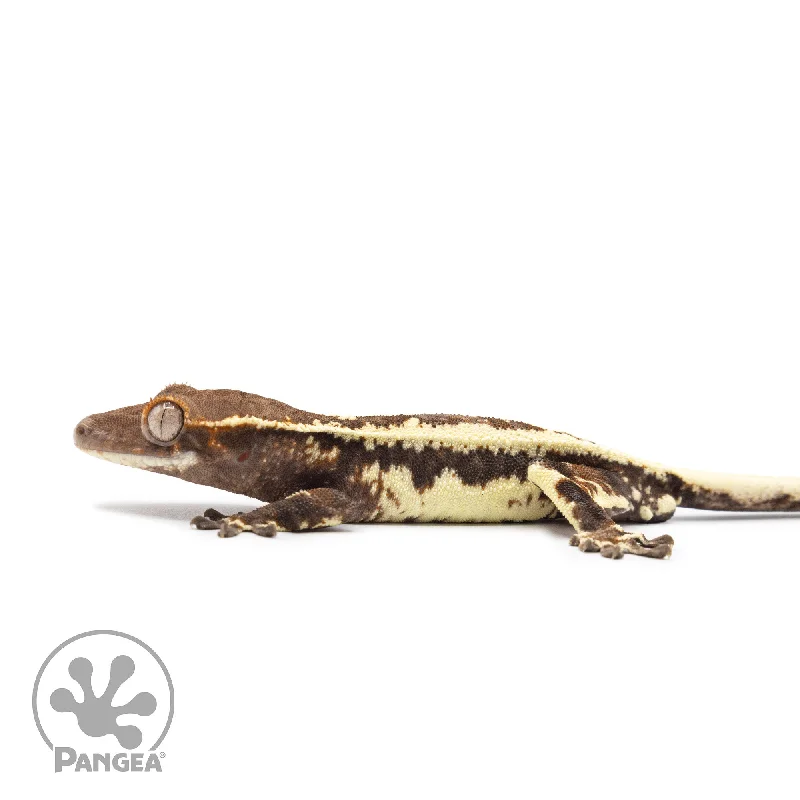 Juvenile Frappuccino Crested Gecko Cr-2504