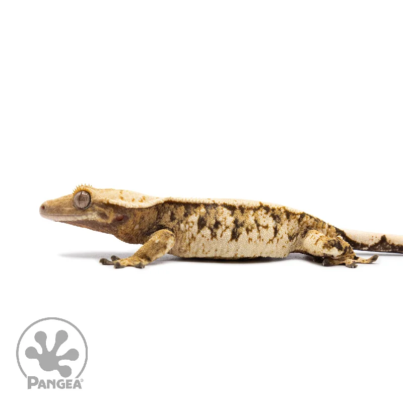 Female Tricolor Extreme Crested Gecko Cr-2595