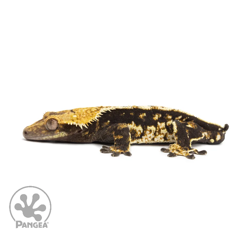 Male Tricolor Partial Pinstripe Crested Gecko Cr-2551