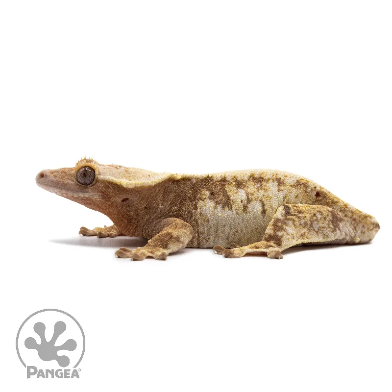 Female Extreme Harlequin Crested Gecko Cr-2159