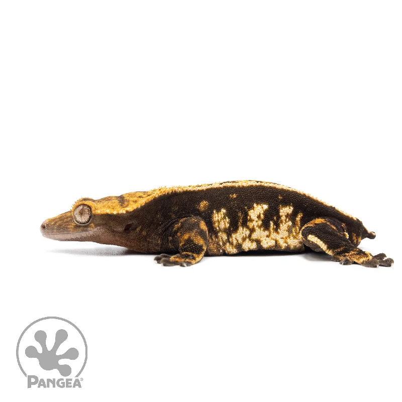 Female Partial Pin Harlequin Crested Gecko Cr-2029