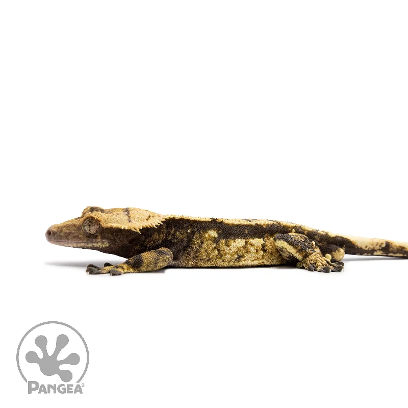 Male Partial Pinstripe Harlequin Crested Gecko Cr-2690