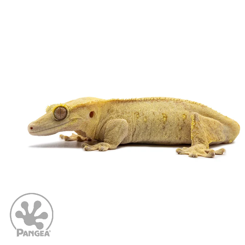 Female Yellow Phantom Crested Gecko Cr-2692