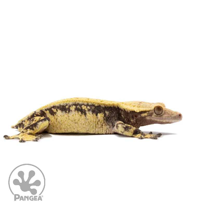 Female Solid Back Extreme Crested Gecko Cr-2672