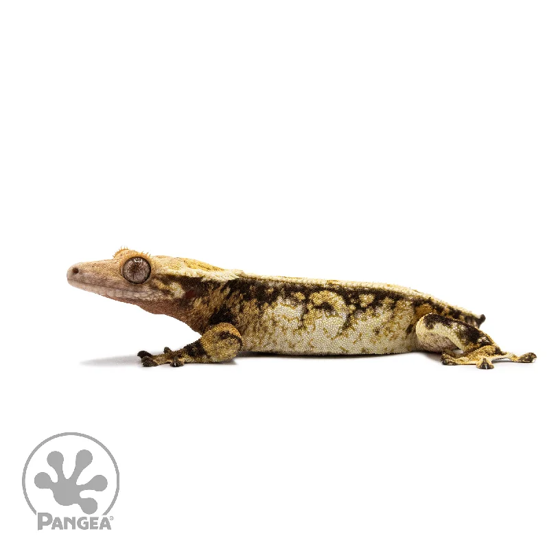 Female Tricolor Extreme Harlequin Crested Gecko Cr-2689