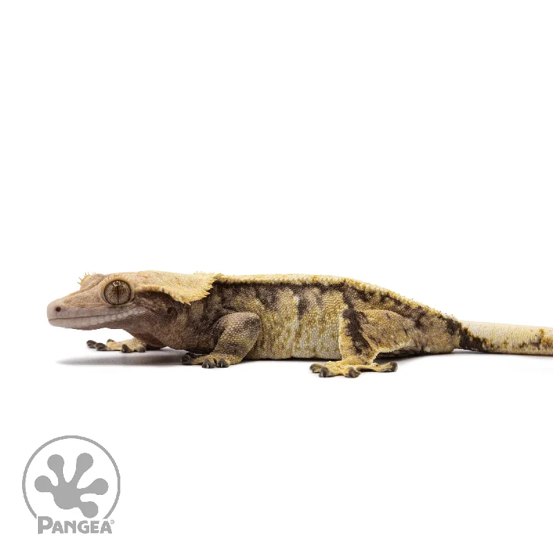 Female Tricolor Extreme Harlequin Crested Gecko Cr-2652