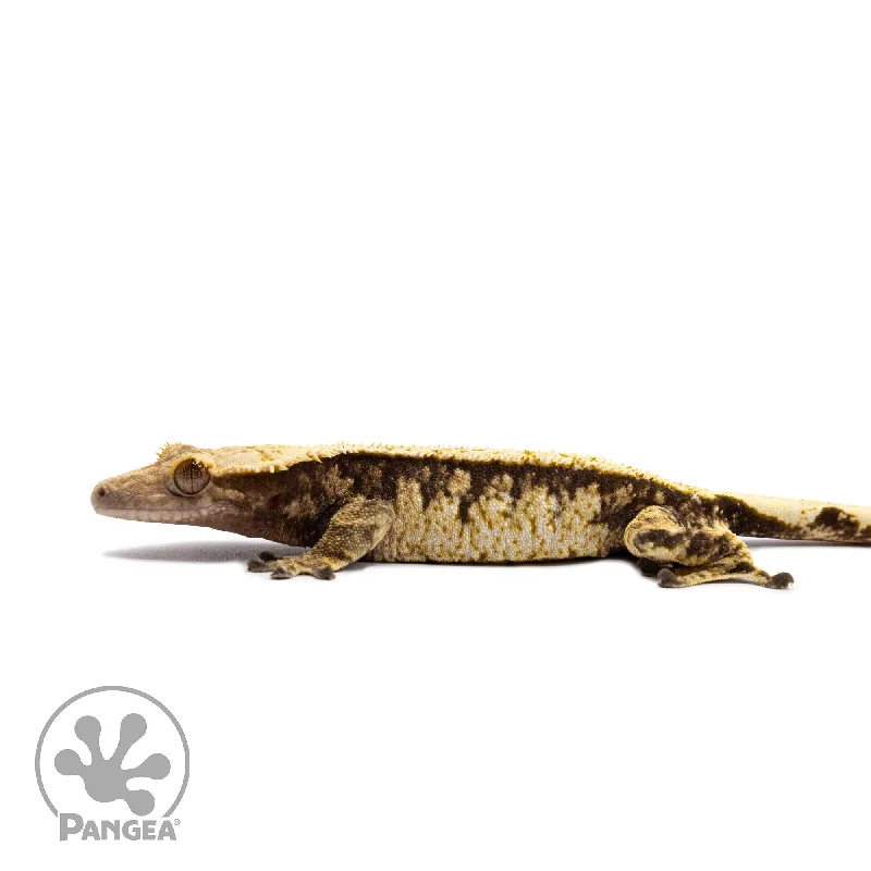 Male Extreme Harlequin Crested Gecko Cr-2688