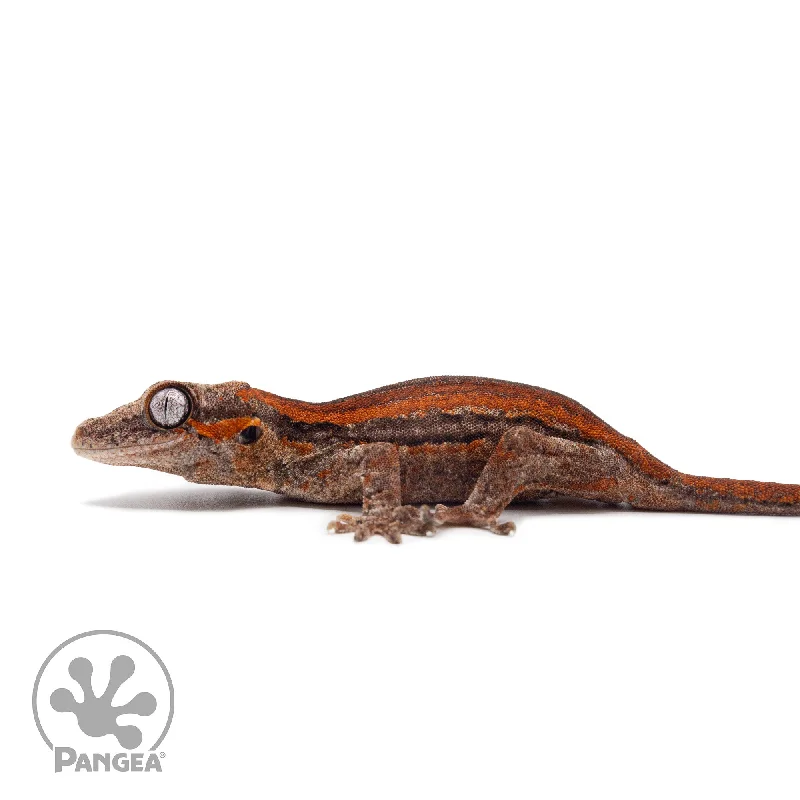 Juvenile Red Stripe Gargoyle Gecko Ga-0316