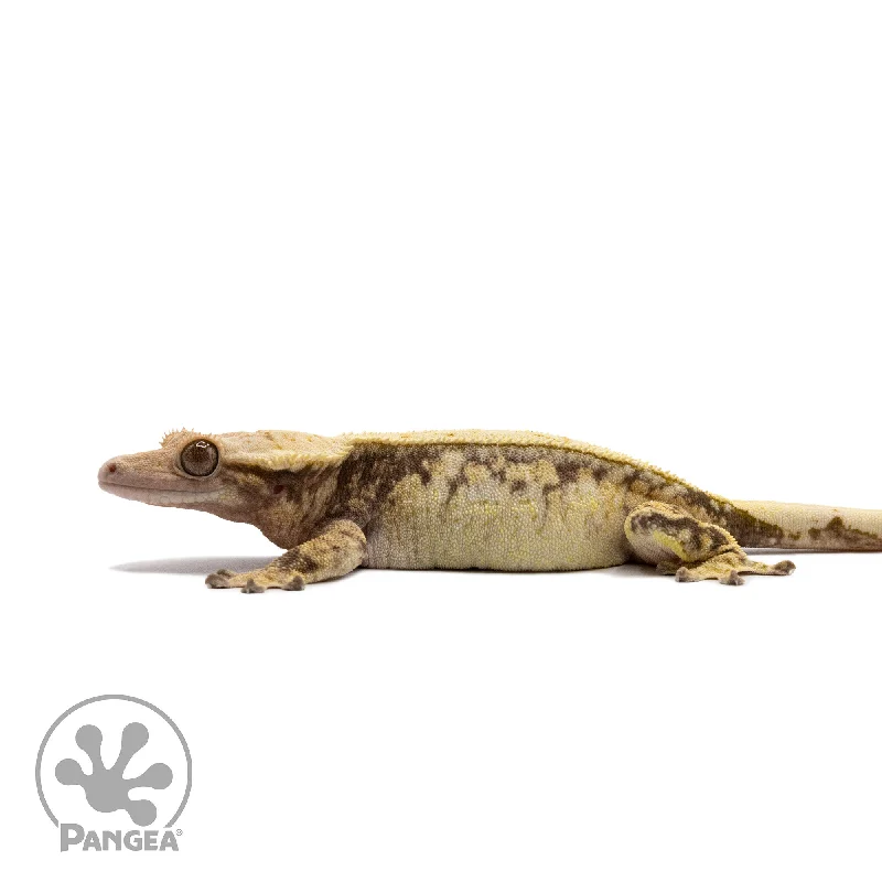 Female Extreme Harlequin Crested Gecko Cr-2701