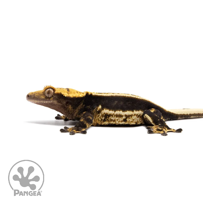 Female Quadstripe Crested Gecko Cr-2685