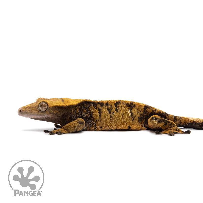 Male XXX Crested Gecko Cr-2581