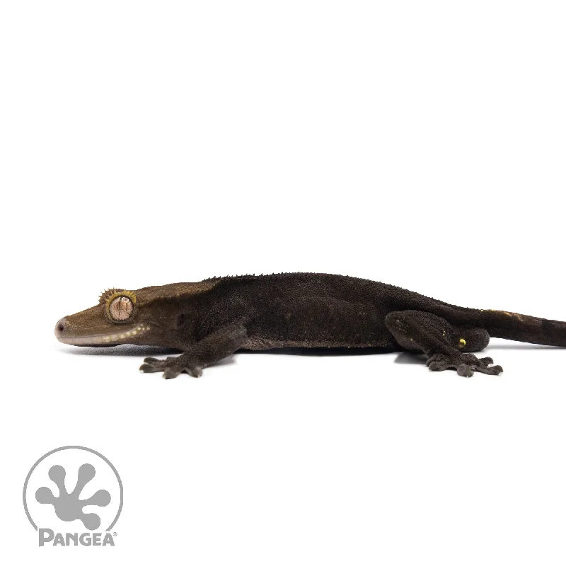 Male Black Phantom Crested Gecko Cr-2587