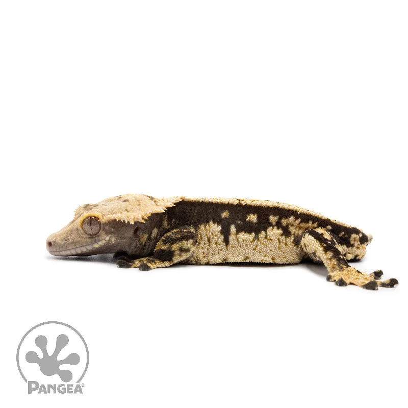 Male White Wall Crested Gecko Cr-2608