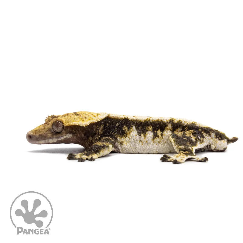 Male White Wall Crested Gecko Cr-2615