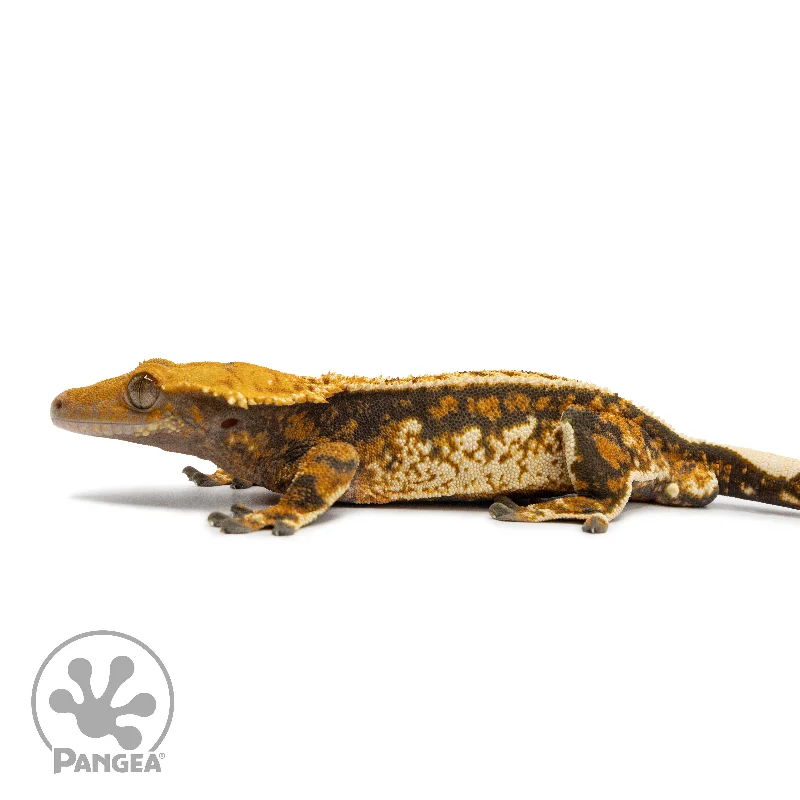 Male Tricolor Partial Pinstripe Crested Gecko Cr-2543