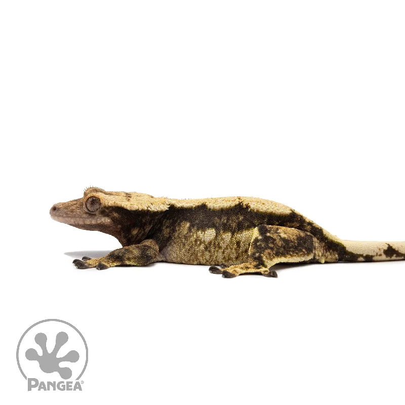 Female Tricolor White Wall Crested Gecko Cr-2697