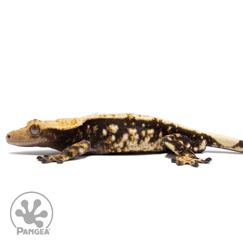 Male Extreme Harlequin Crested Gecko Cr-2763