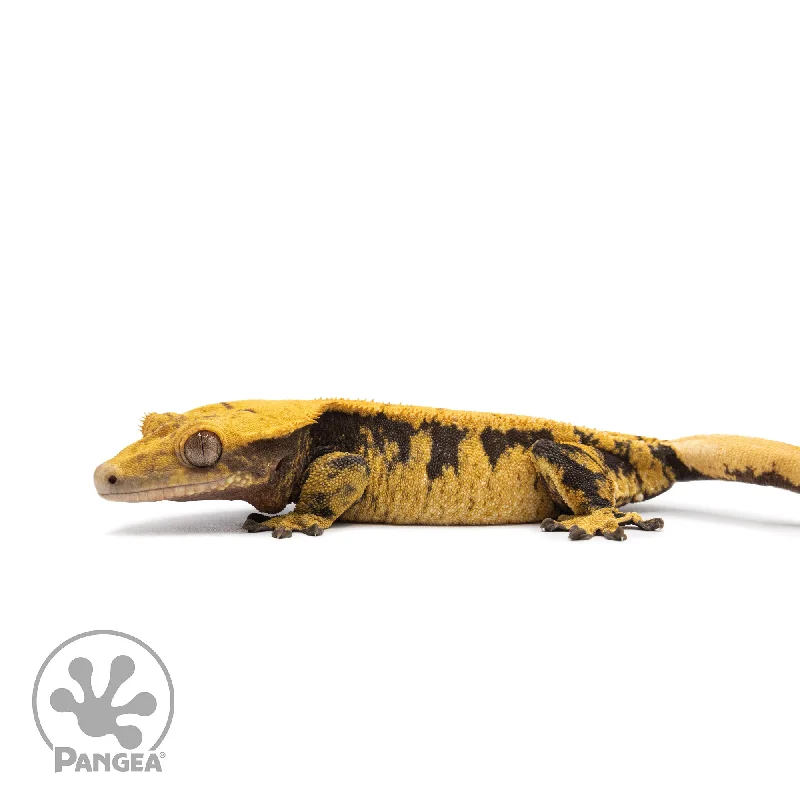 Female XXX Crested Gecko Cr-2600