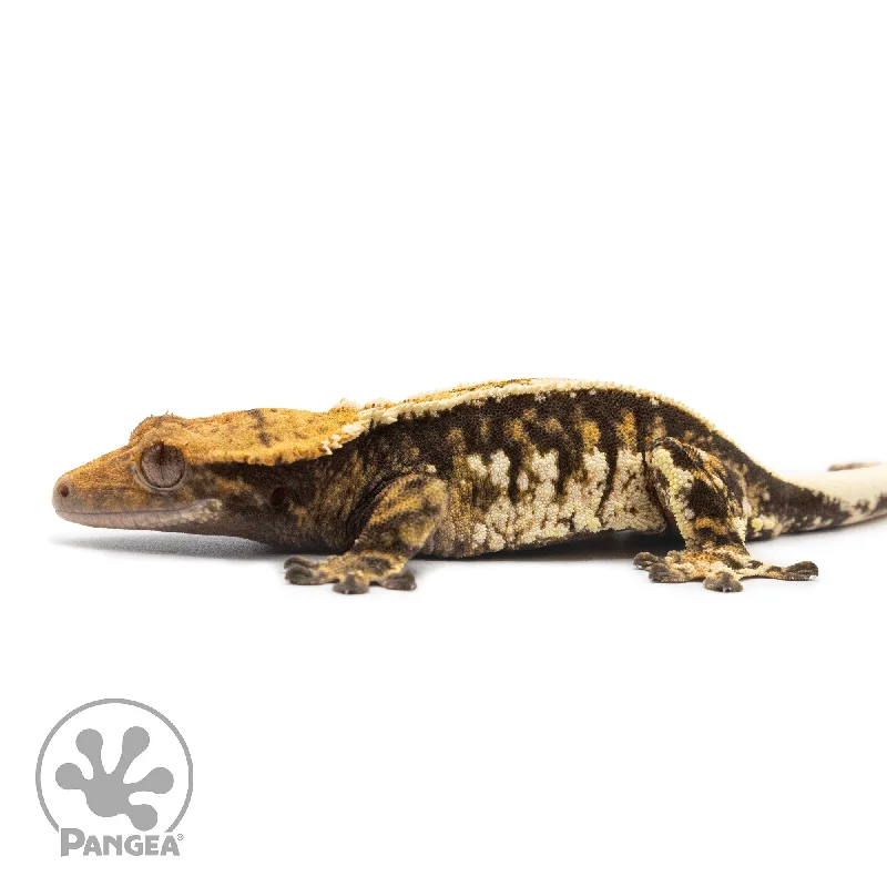 Female Tricolor Pinstripe Crested Gecko Cr-2558