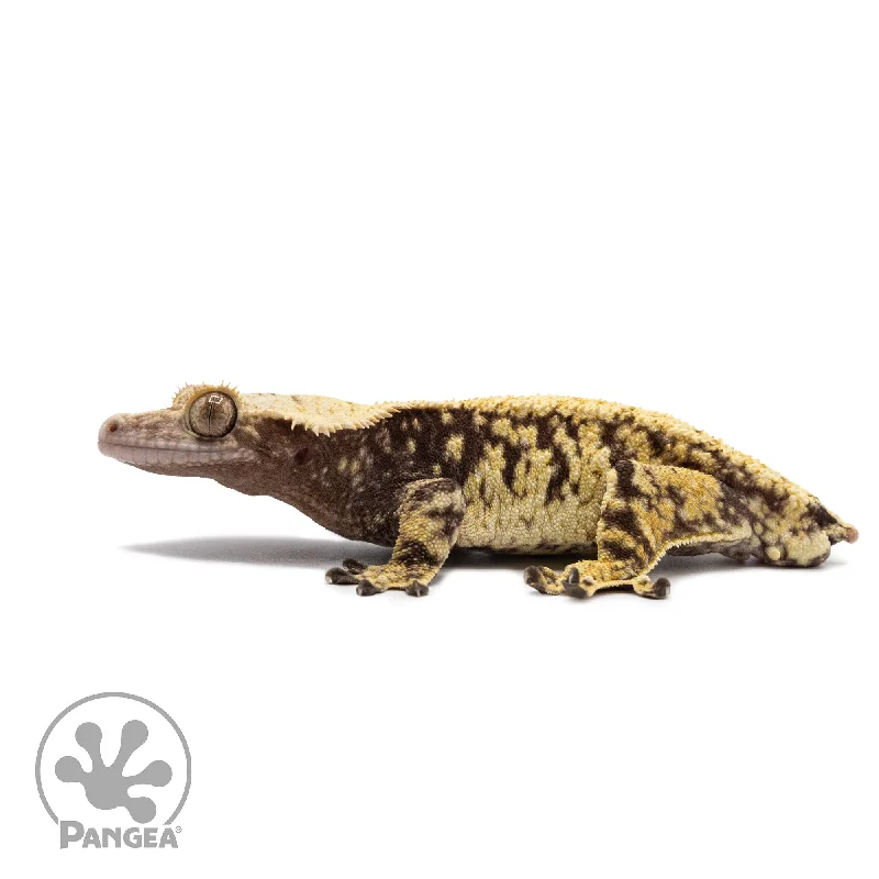 Male Extreme Harlequin Crested Gecko Cr-2646