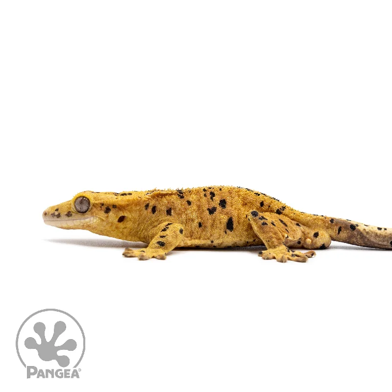 Male Orange Ink Blot Crested Gecko Cr-2621