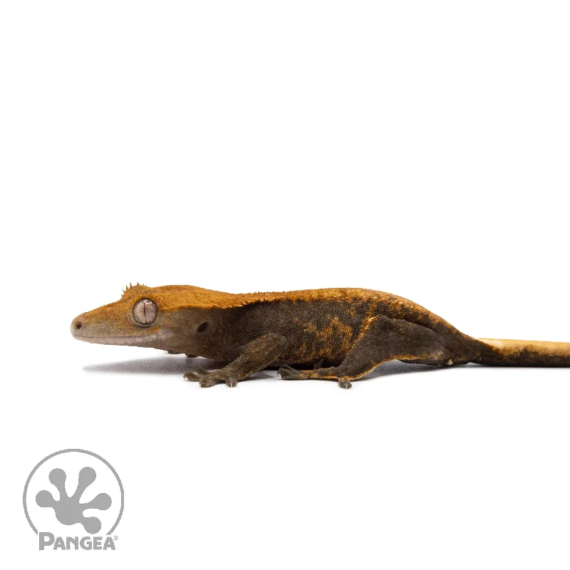 Juvenile Pixel Tangerine Crested Gecko Cr-10049