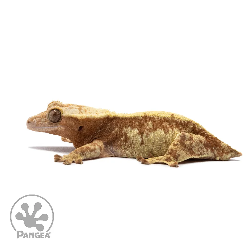 Female Red White Wall Crested Gecko Cr-2654