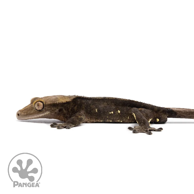 Male Dark Brindle Crested Gecko Cr-2606