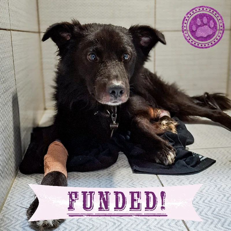 Funded: Mishka Needs Leg Surgery After Rescue From War Zone