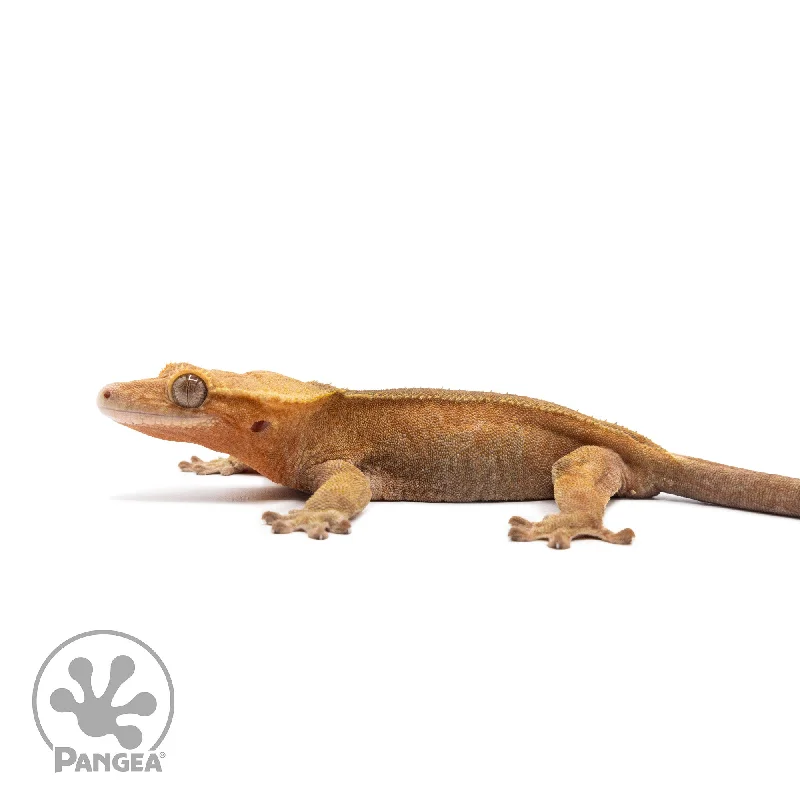 Female Red Phantom Crested Gecko Cr-2686