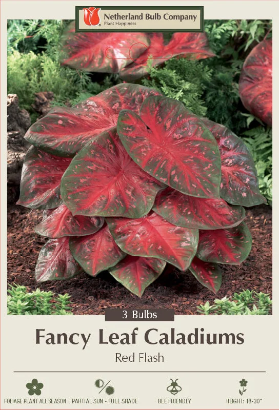 Netherland Bulb Company Fancy Leaf Caladiums - Red Flash (3 Bulbs)