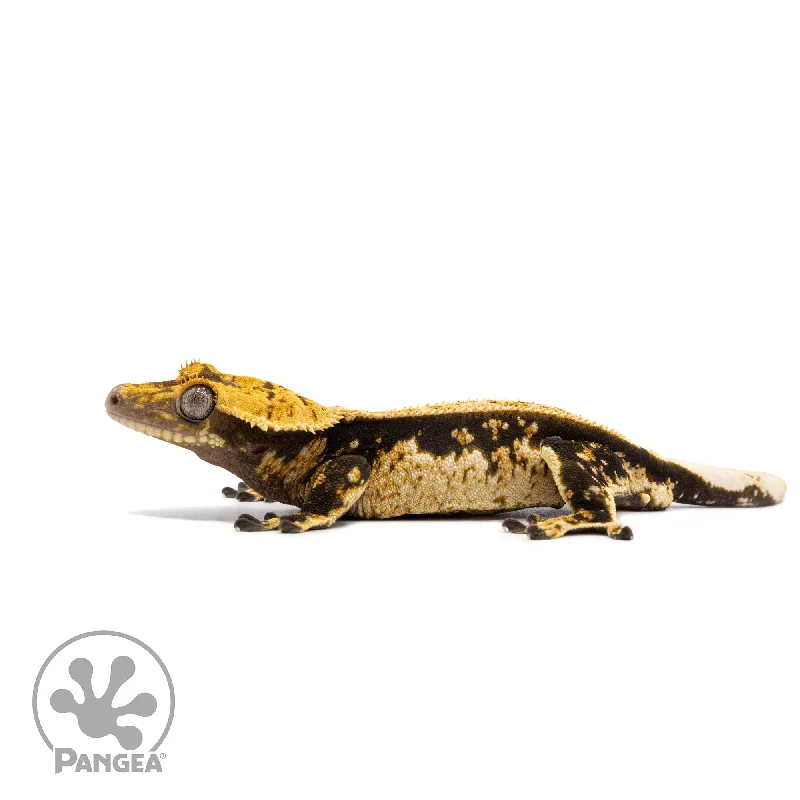 Male White Wall Crested Gecko Cr-2752