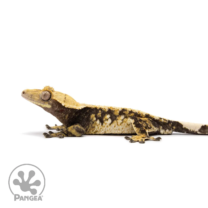 Male Tricolor Extreme Harlequin Crested Gecko Cr-2614