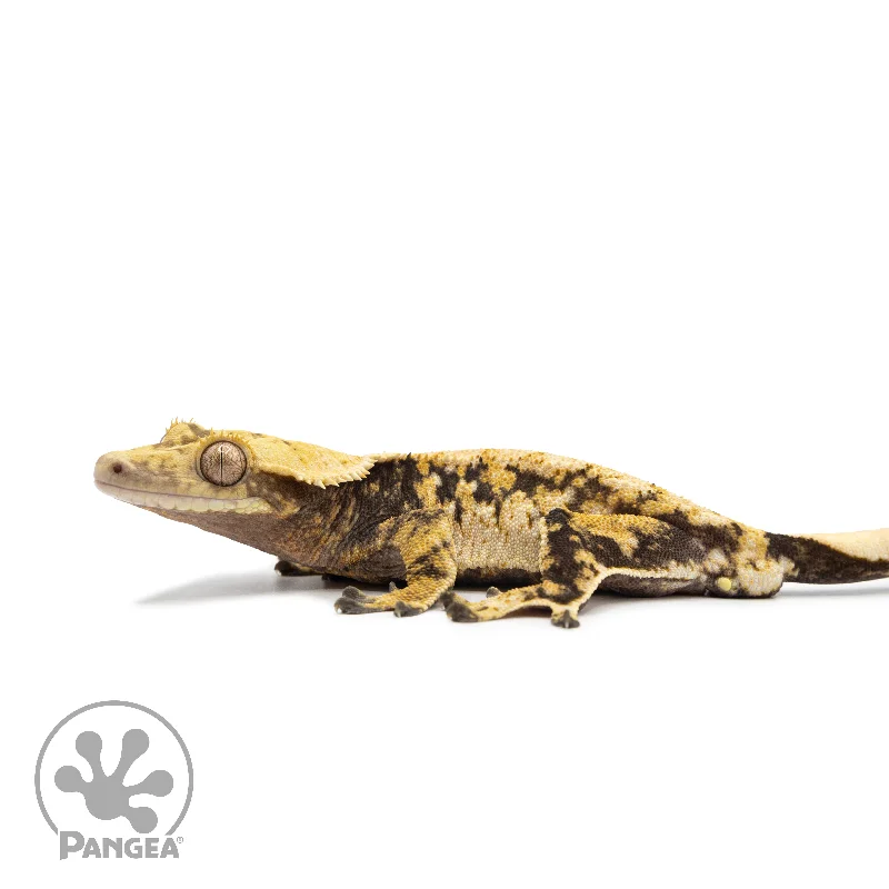 Male Tricolor Extreme Harlequin Crested Gecko Cr-2555